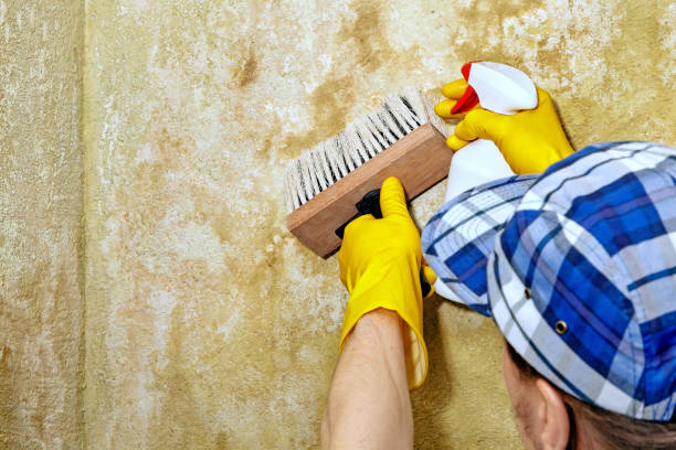 Best Black Mold Removal  in Brookhaven, WV