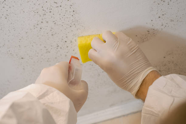 Best Biohazard Mold Removal  in Brookhaven, WV