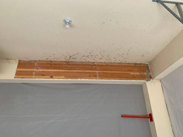 Asbestos and Lead Testing During Mold Inspection in Brookhaven, WV